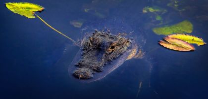 The History of Everglades National Park