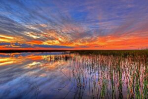 Everglades Adventure: Encountering Wildlife Wonders in the Heart of Florida