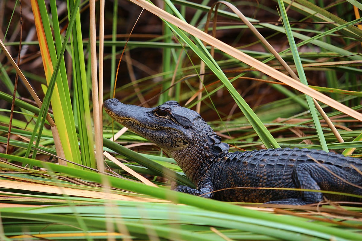 Explore the uniqueness of 
the Everglades