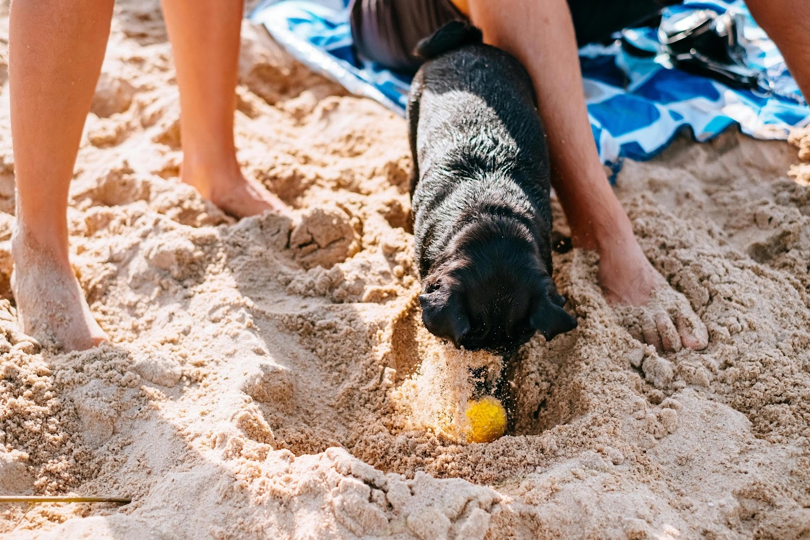 Best Beaches in Florida That Allow Dogs: Where to Swim, Play, and Relax